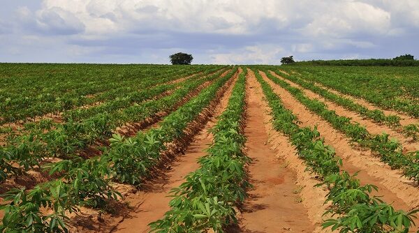 Tapioca Field