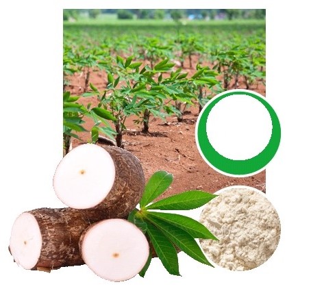 Cassava Flour