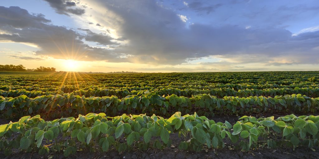 Soybean field at sunrise.